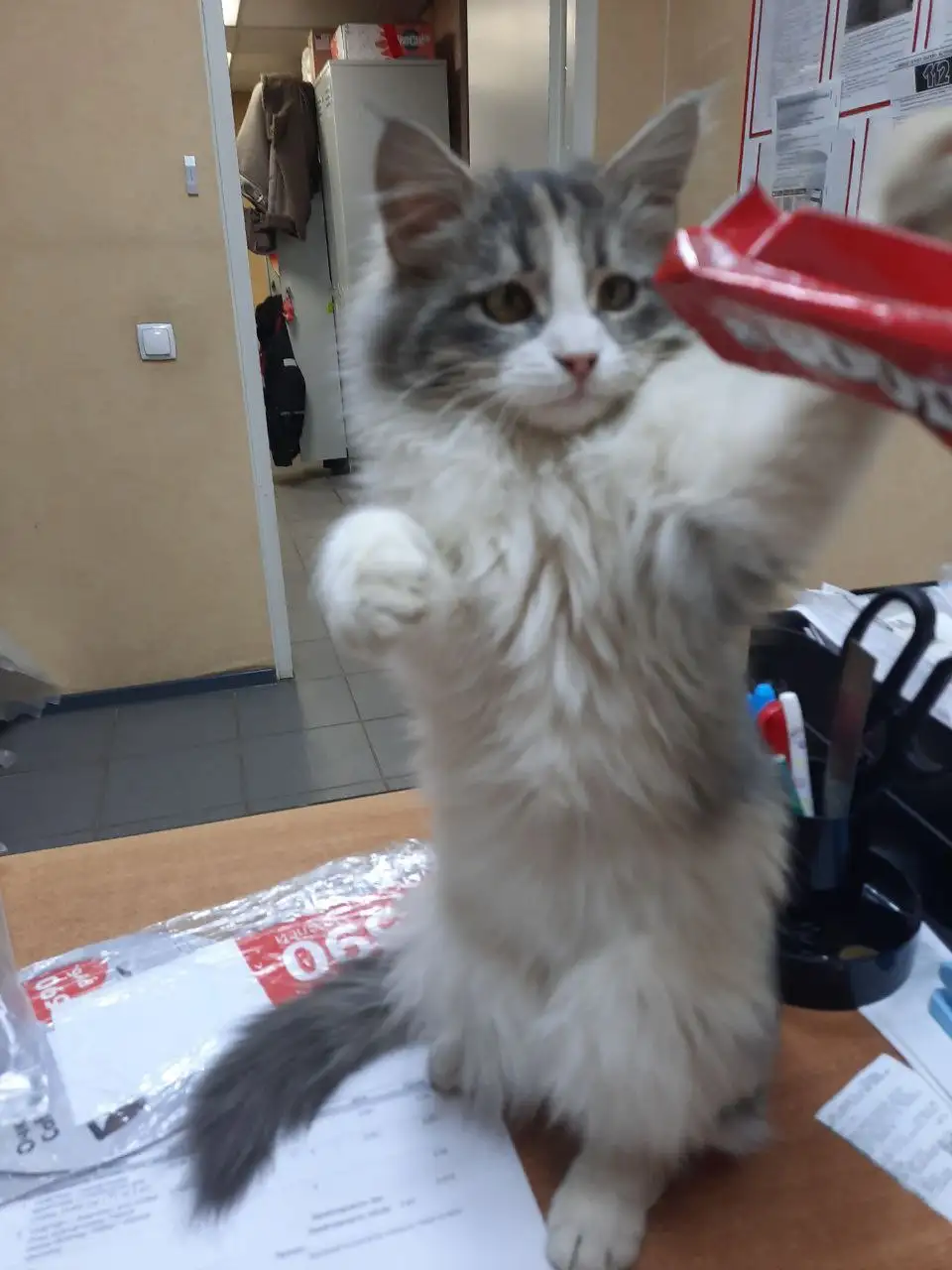 Котенок Мотя ищет дом в Саратове - Кошки (Животные) в Саратов