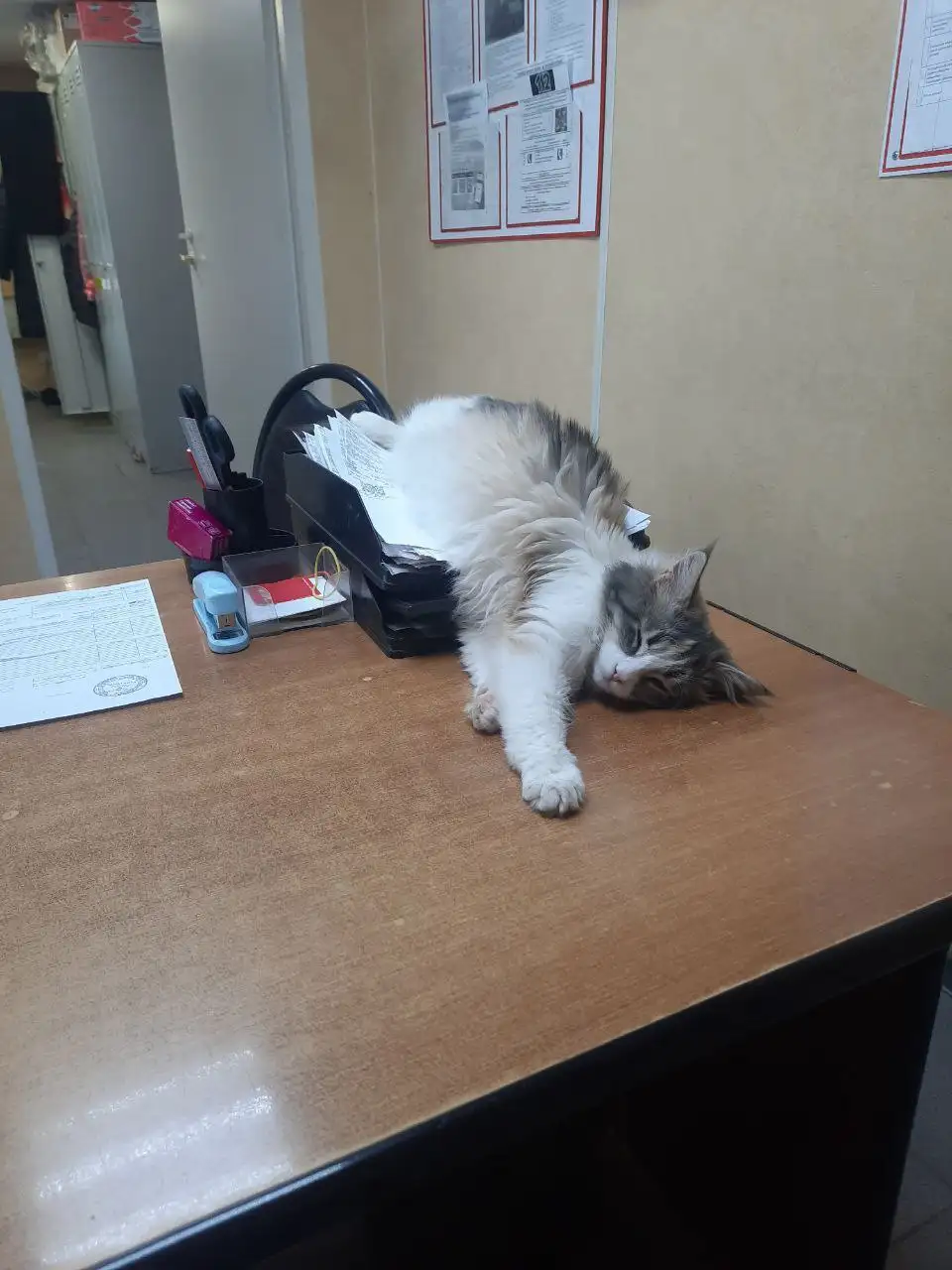 Котенок Мотя ищет дом в Саратове - Кошки (Животные) в Саратов