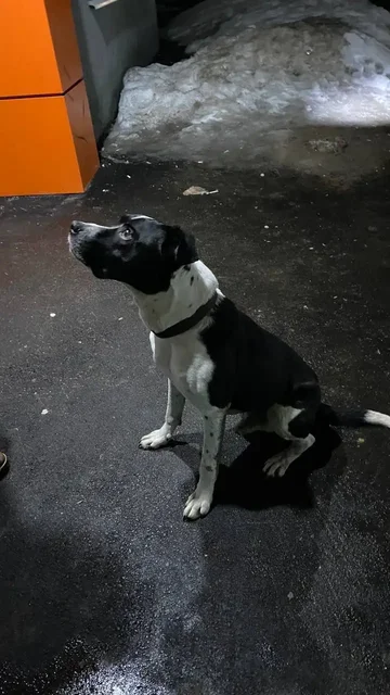 Найден породистый амстафф в Саратове - Ветеринария в Саратов