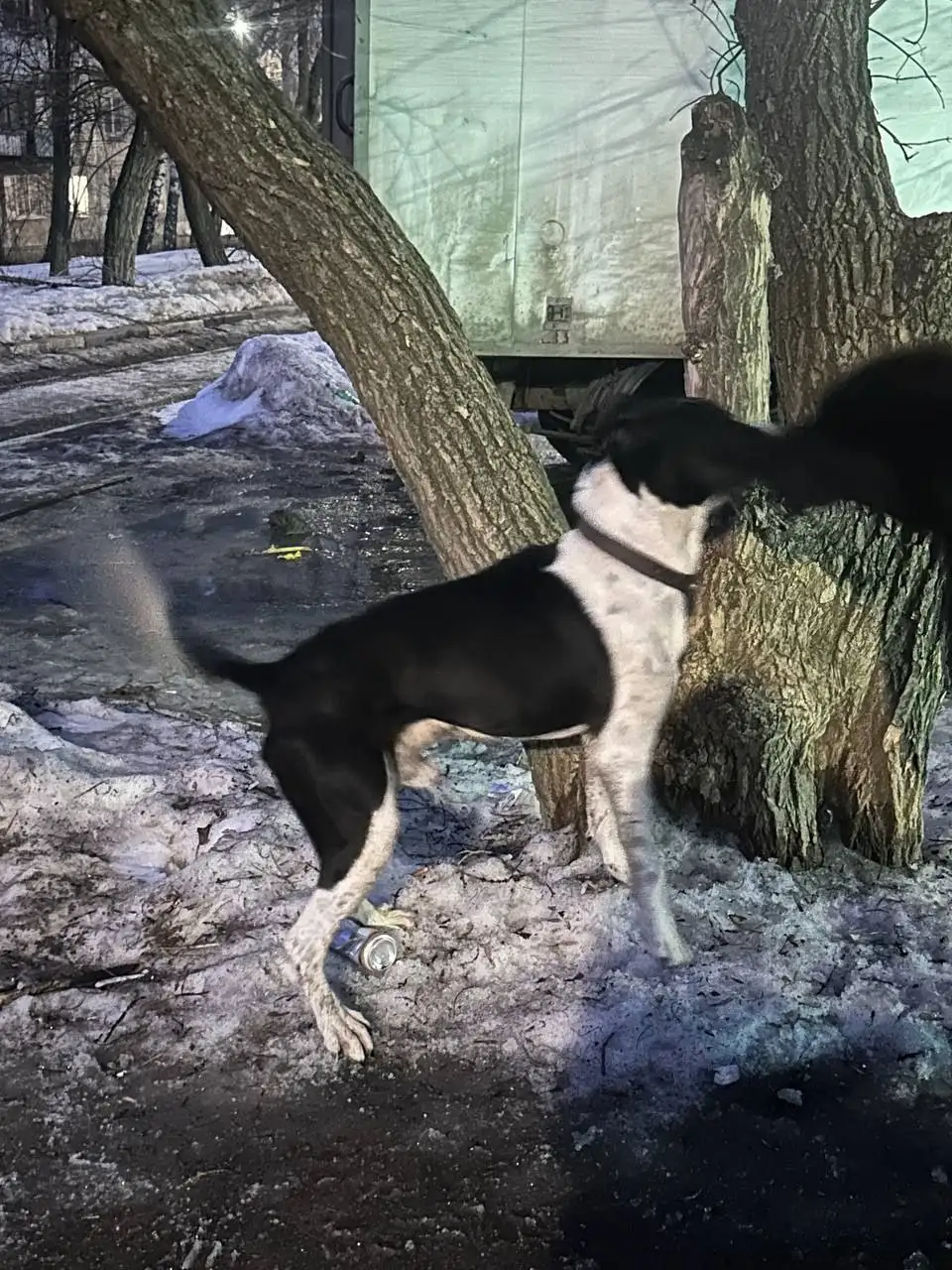 Найден породистый амстафф в Саратове - Собаки (Животные) в Саратов