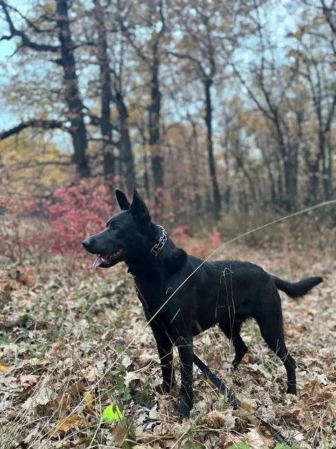 Ищем новый дом для собаки в Саратове - Ветеринария в Саратов