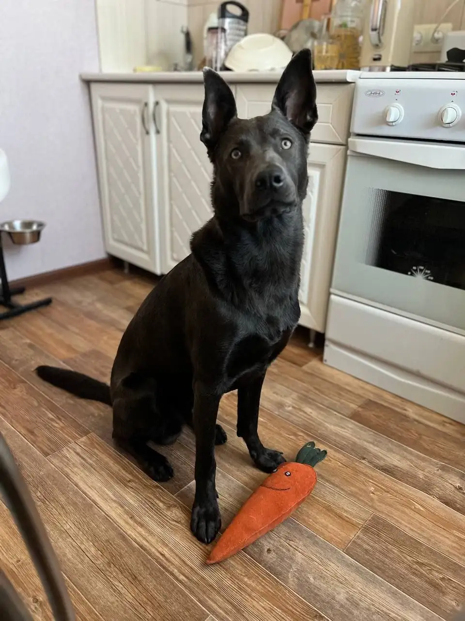 Ищем новый дом для собаки в Саратове - Собаки (Животные) в Саратов