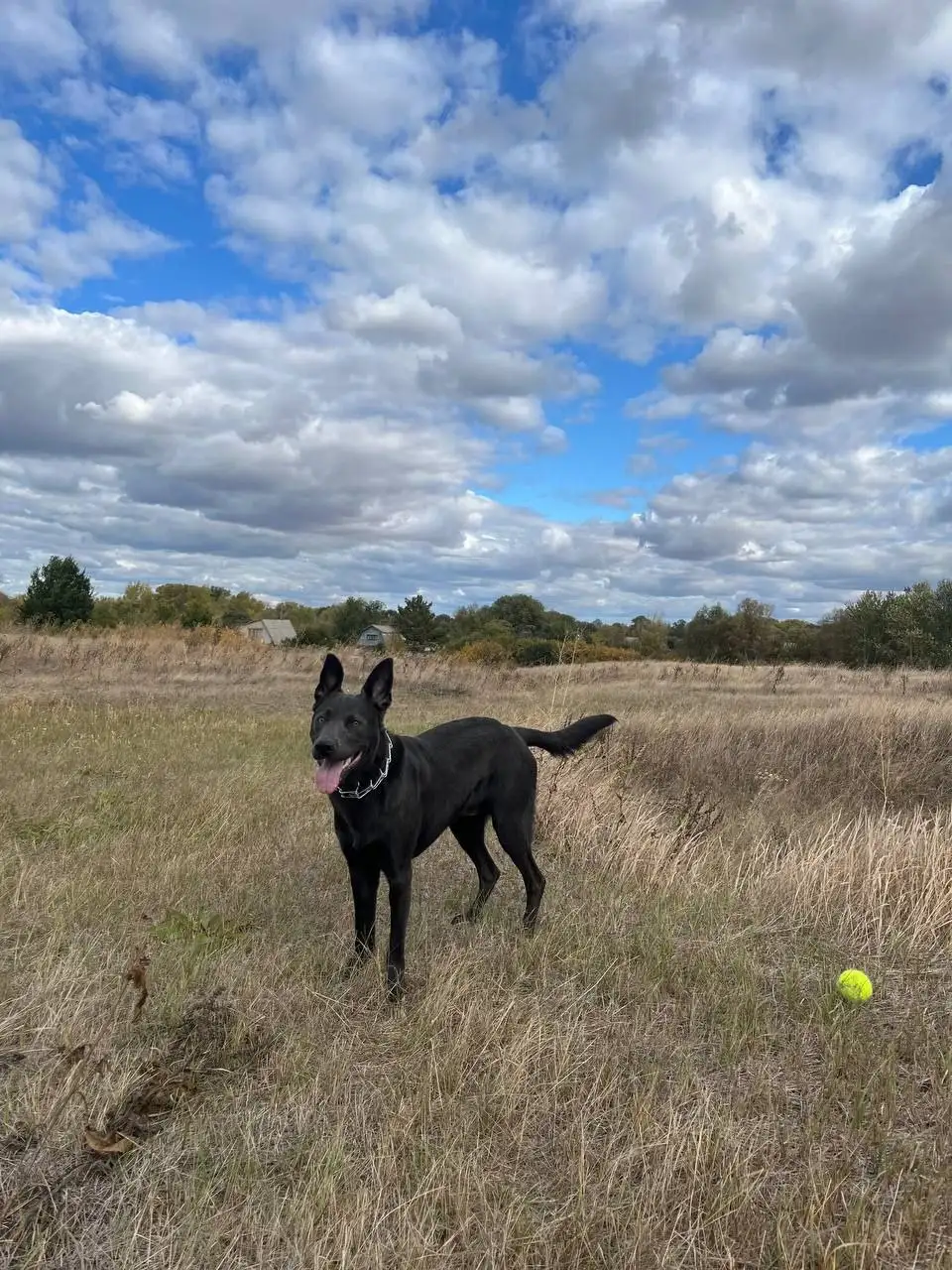 Ищем новый дом для собаки в Саратове - Собаки (Животные) в Саратов