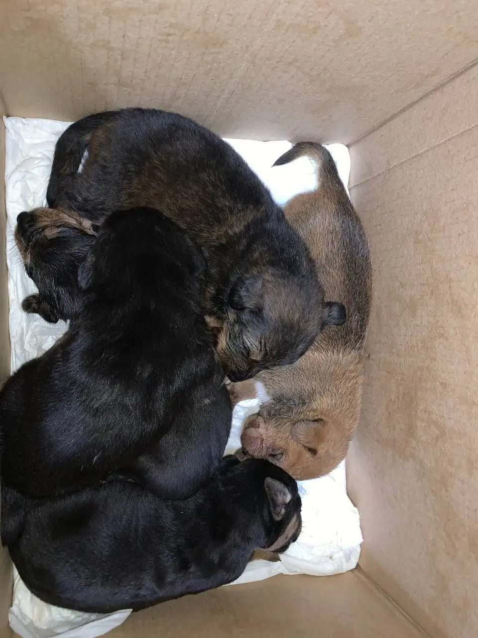 Нужна помощь пелёнками для щенков - Собаки (Животные) в Саратов