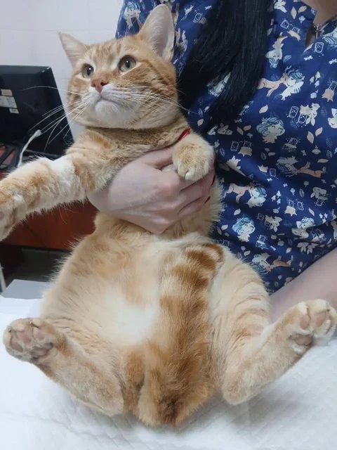 Срочно нужен дом для кастрированного питомца - Ветеринария в Саратов