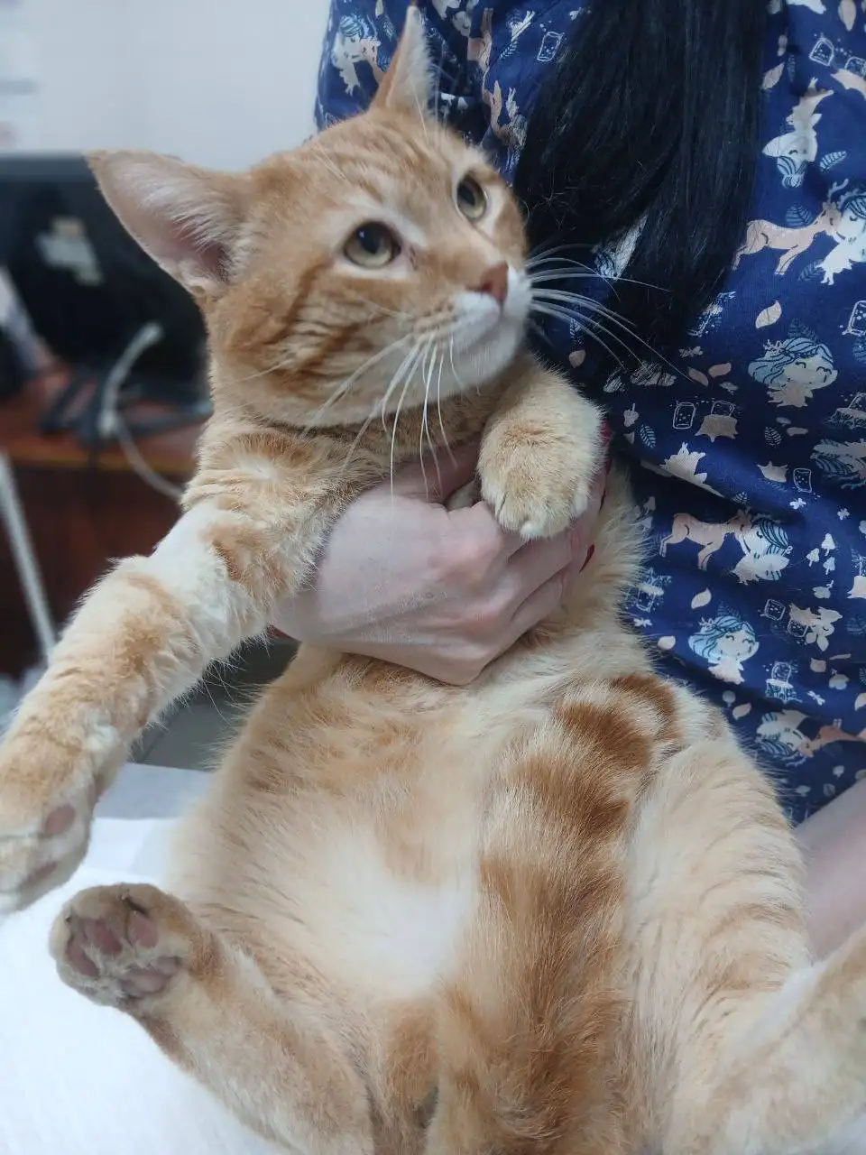 Срочно нужен дом для кастрированного питомца - Животные в Саратов