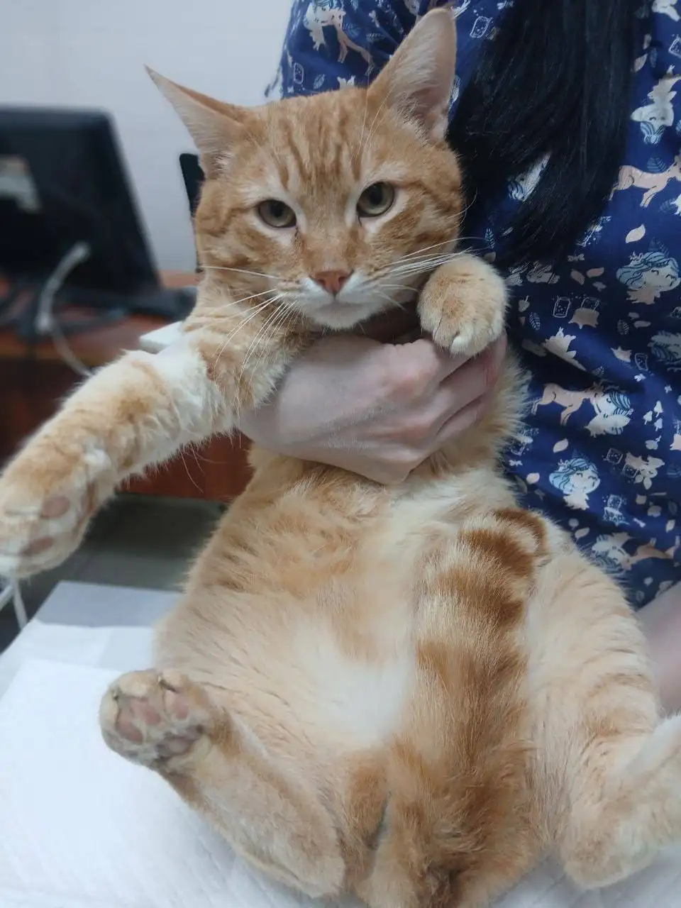 Срочно нужен дом для кастрированного питомца - Животные в Саратов