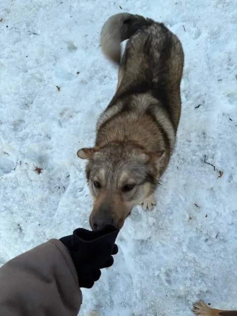 Потерянная собака в Саратове - Ветеринария в Саратов