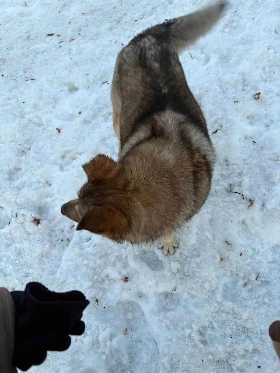 Потерянная собака в Саратове - Собаки (Животные) в Саратов