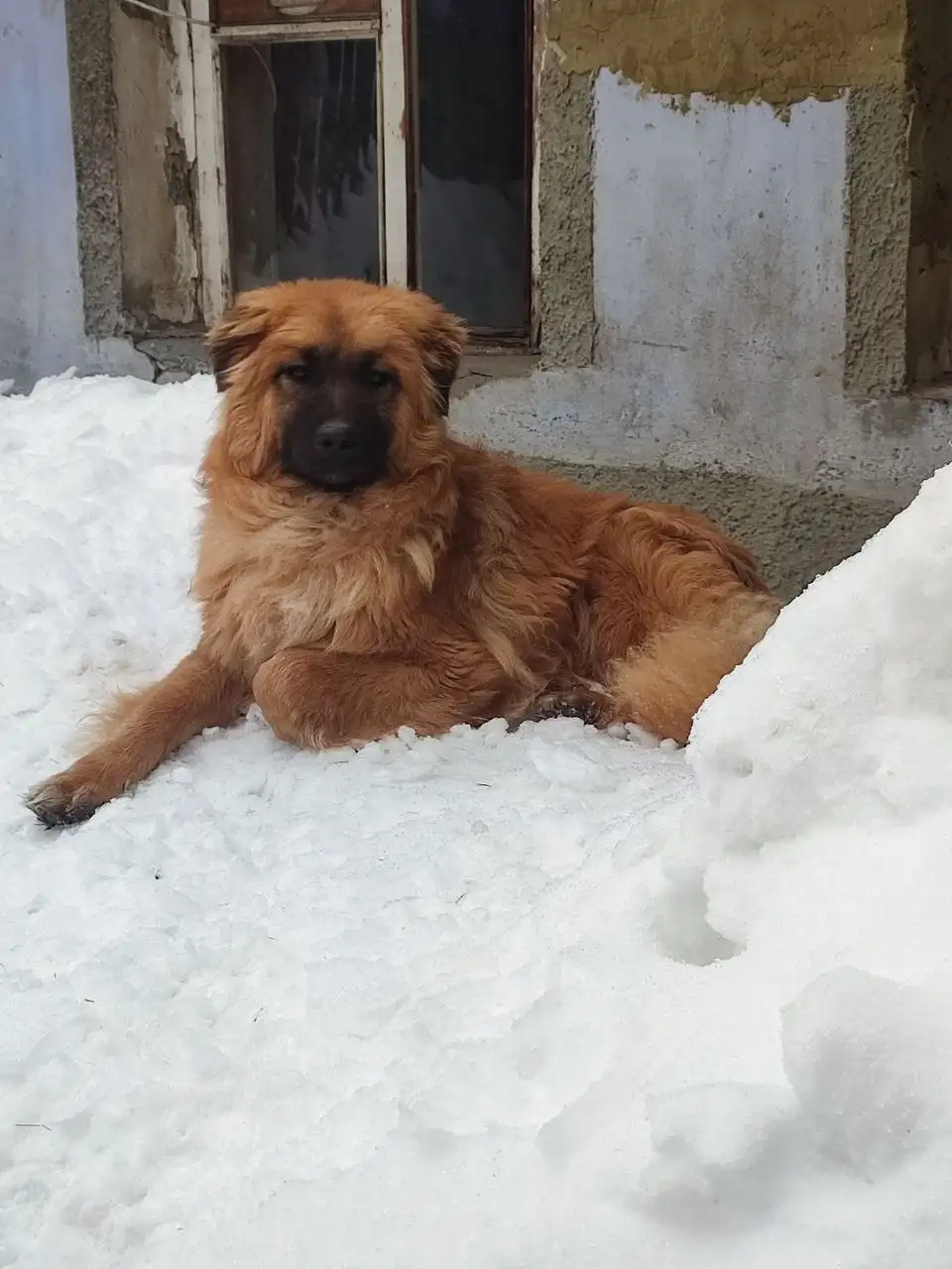 Сбор на мультикан для собаки Малыша - Ветеринария (Животные) в Саратов