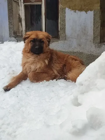 Сбор на мультикан для собаки Малыша - Ветеринария в Саратов