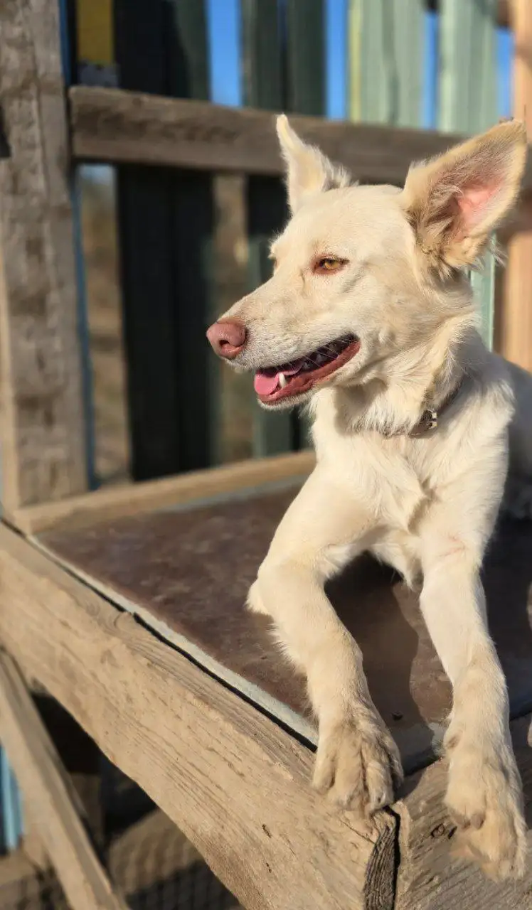 Сбор средств на содержание собаки Белочки - Собаки (Животные) в Саратов