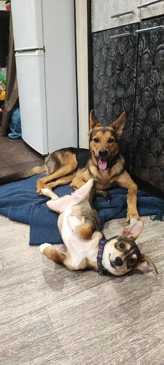 Сбор средств на передержку, лечение и кастрацию кота Гуфи - Животные в Саратов