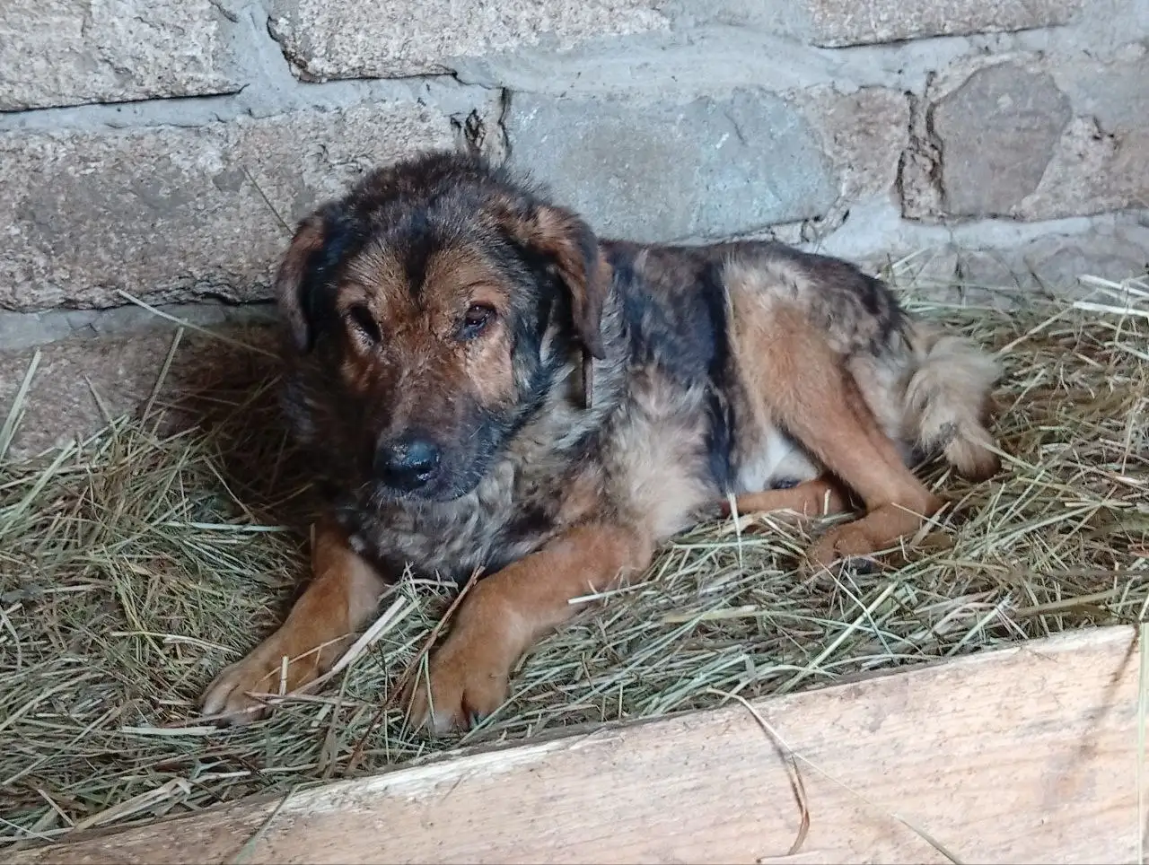 Просьба о помощи для пса Балбес на передержке - Животные в Саратов