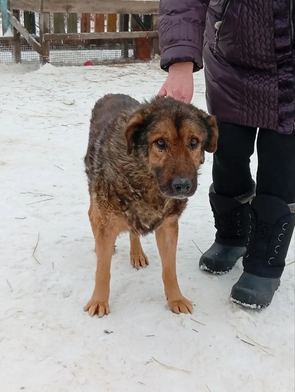 Просьба о помощи для пса Балбес на передержке - Животные в Саратов