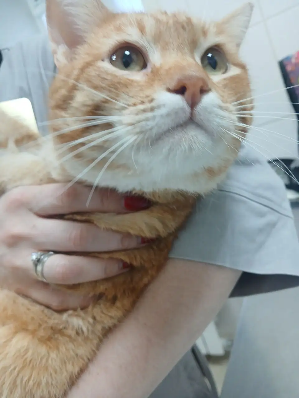 Поиск дома для рыжего кота - Кошки (Животные) в Саратов