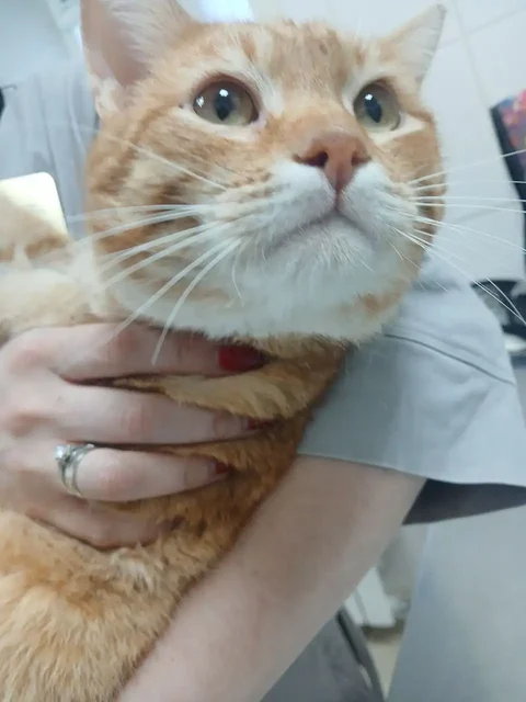 Поиск дома для рыжего кота - Ветеринария в Саратов