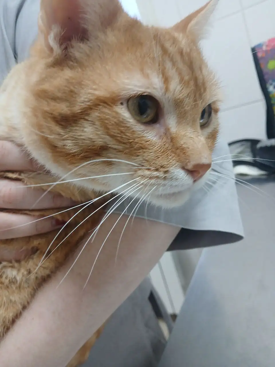 Поиск дома для рыжего кота - Кошки (Животные) в Саратов