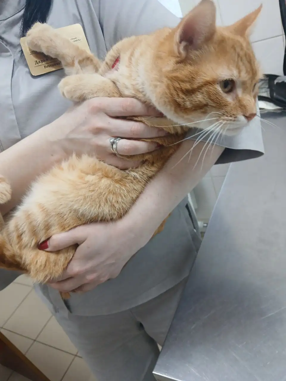 Поиск дома для рыжего кота - Кошки (Животные) в Саратов