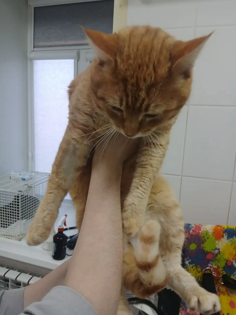 Поиск дома для рыжего кота - Кошки (Животные) в Саратов