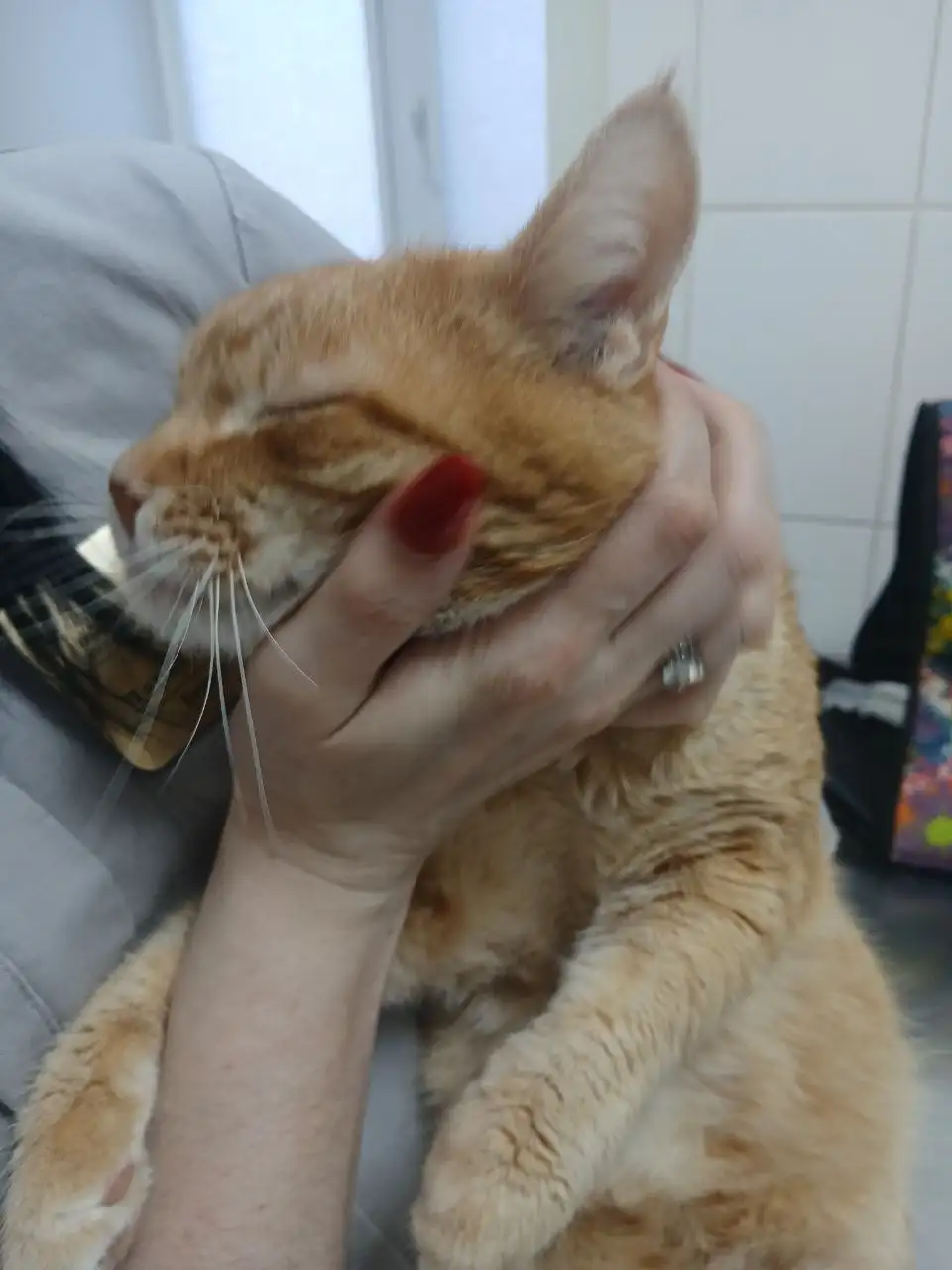 Поиск дома для рыжего кота - Кошки (Животные) в Саратов