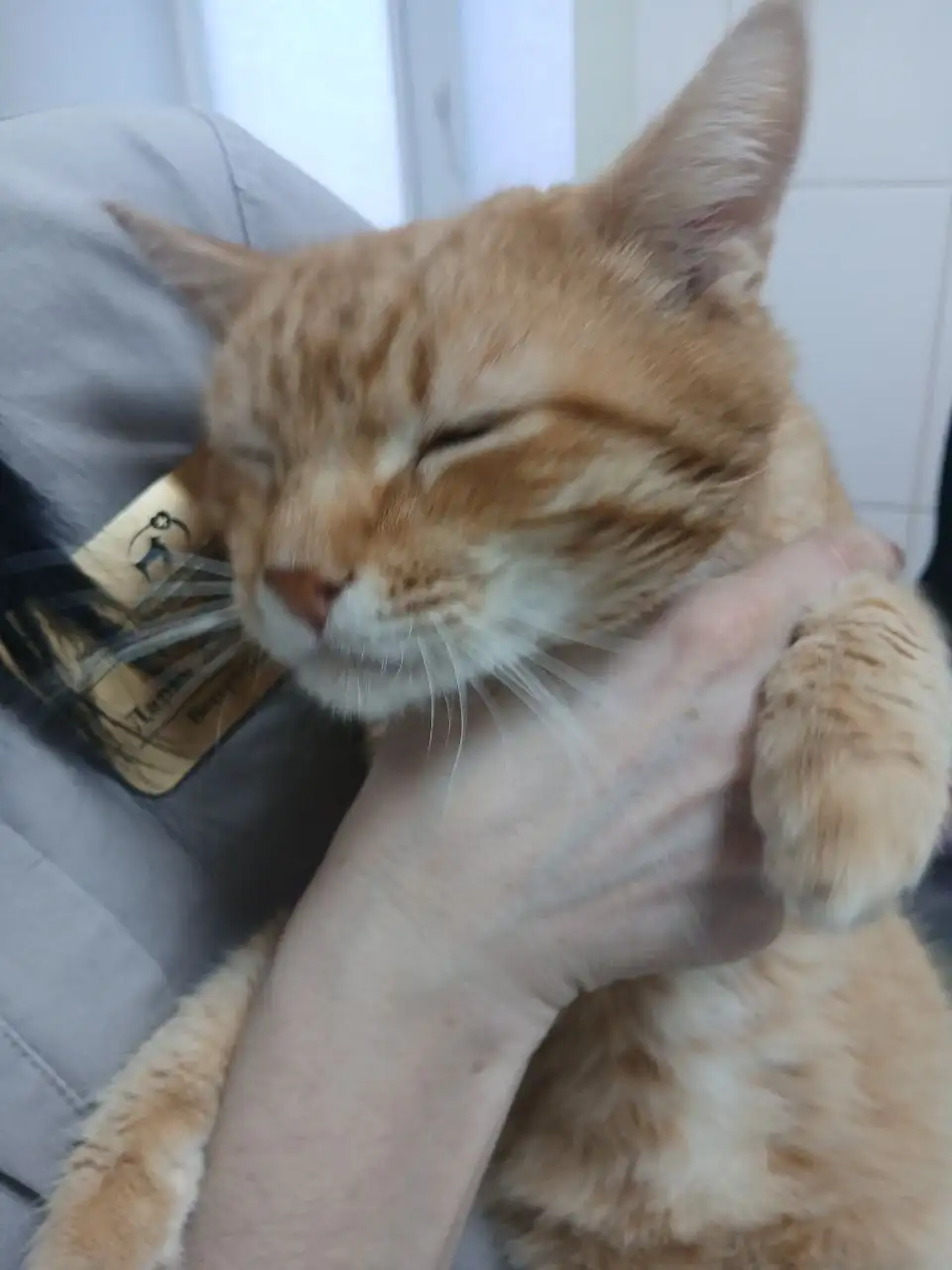 Поиск дома для рыжего кота - Кошки (Животные) в Саратов