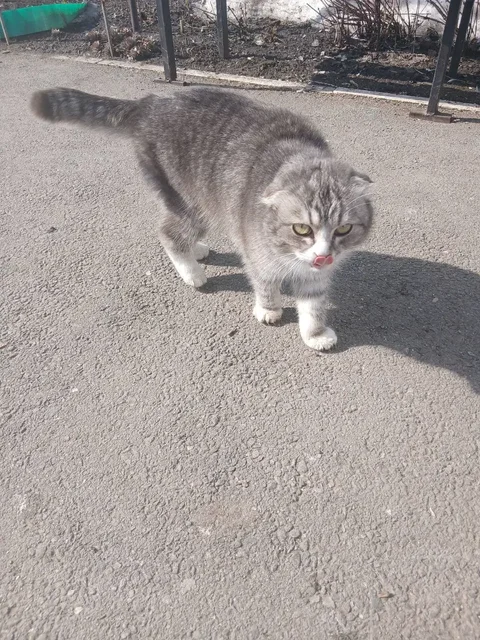 Найденная кошечка в Калининске - Птица в Калининск