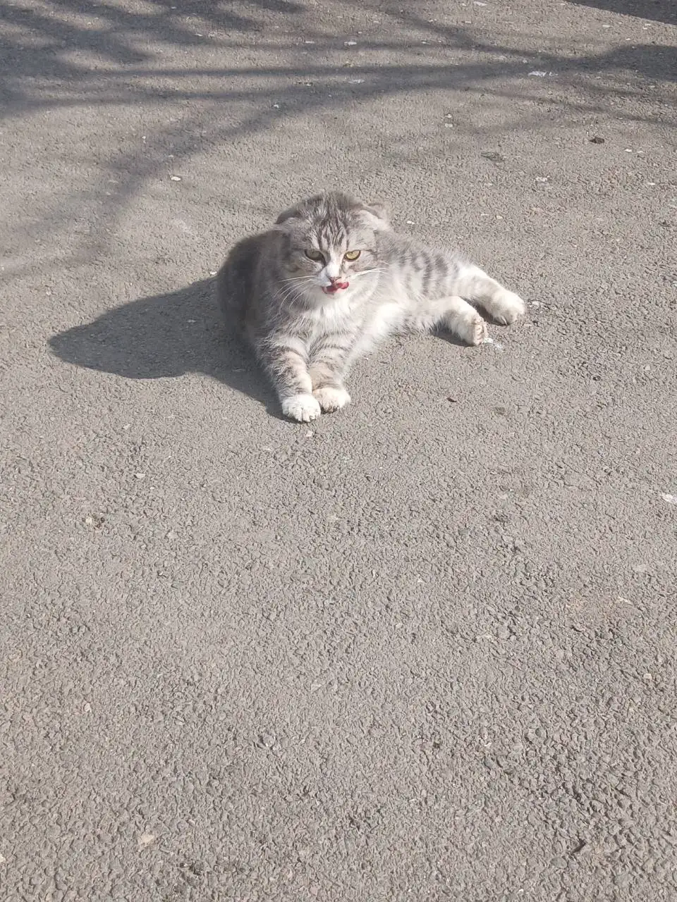 Найденная кошечка в Калининске - Кошки (Животные) в Калининск