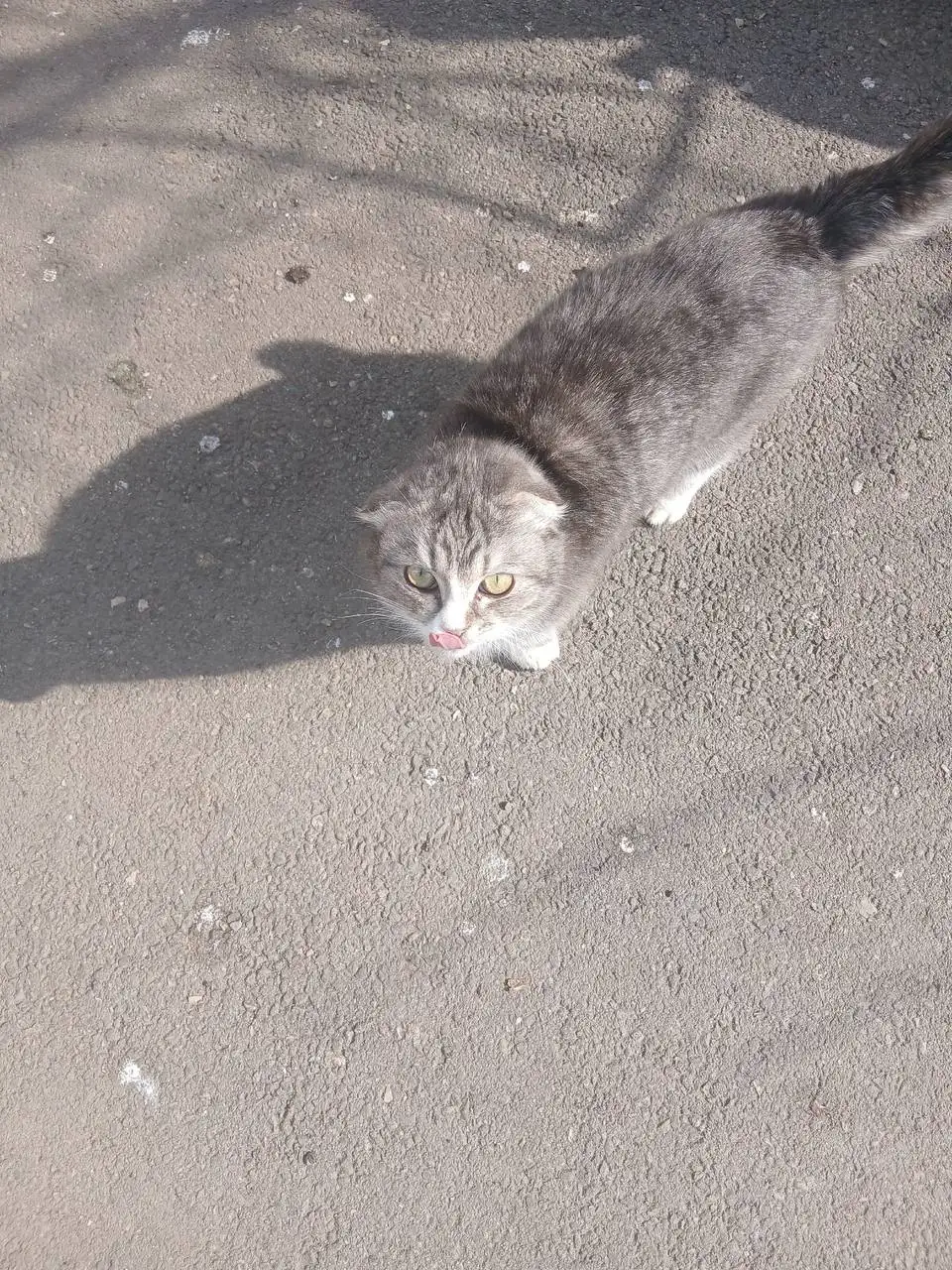 Найденная кошечка в Калининске - Кошки (Животные) в Калининск