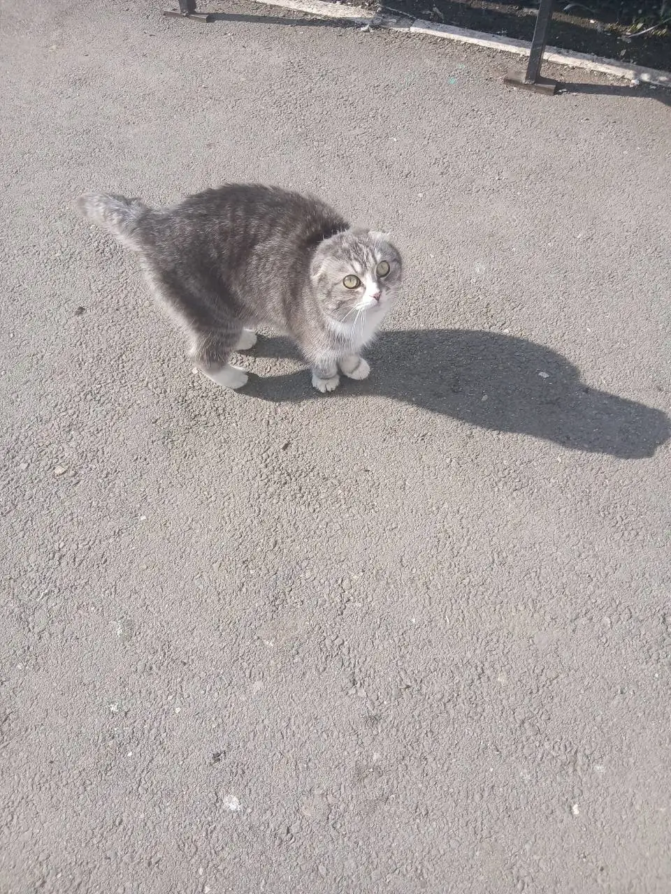 Найденная кошечка в Калининске - Кошки (Животные) в Калининск