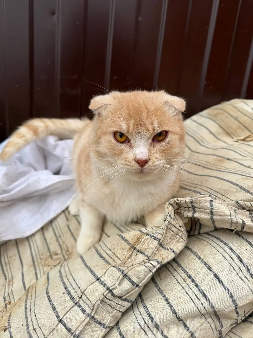 Пристрой двух котиков братьев - Кошки (Животные) в Саратов