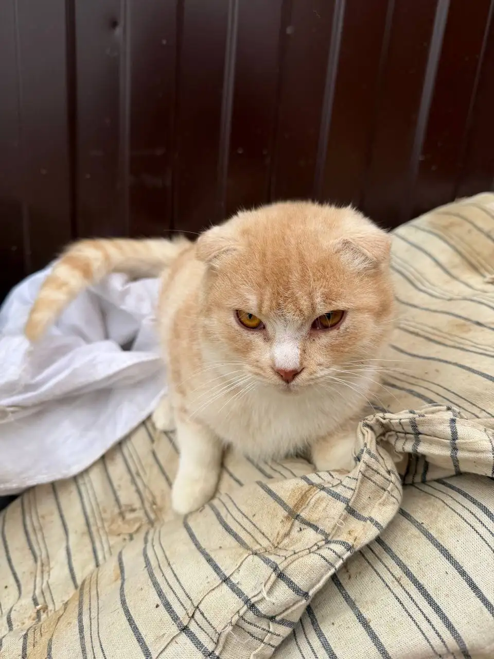 Пристрой двух котиков братьев - Кошки (Животные) в Саратов