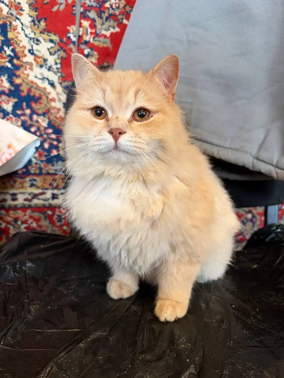 Пристрой двух котиков братьев - Кошки (Животные) в Саратов