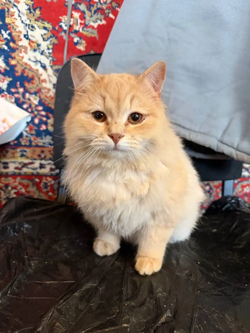 Пристрой двух котиков братьев - Кошки (Животные) в Саратов