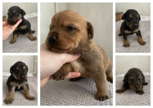 Сбор средств на содержание выброшенных животных в Саратове - Ветеринария в Саратов