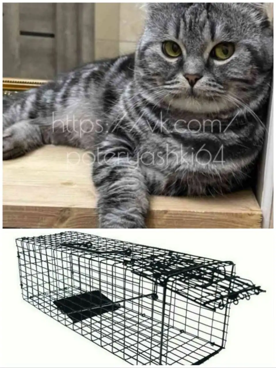 Пропал домашний кот в Саратове, требуется котоловка - Кошки (Животные) в Саратов