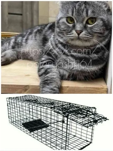 Пропал домашний кот в Саратове, требуется котоловка - Ветеринария в Саратов