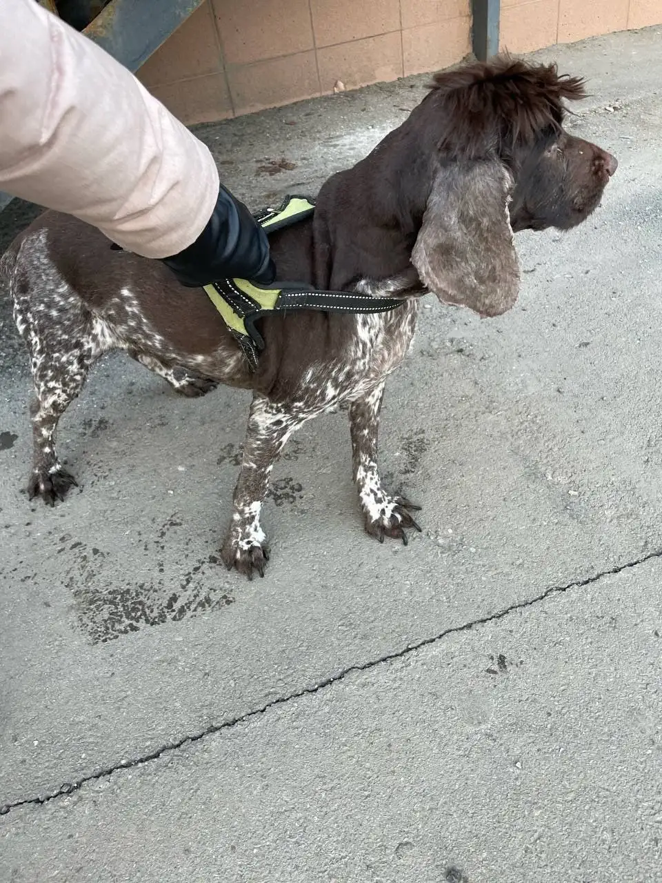Найден потерянный спаниель в Саратове - Собаки (Животные) в Саратов