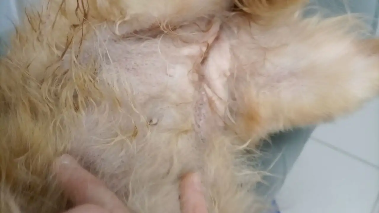 Сбор средств на операцию собаке Джуле - Животные в Саратов