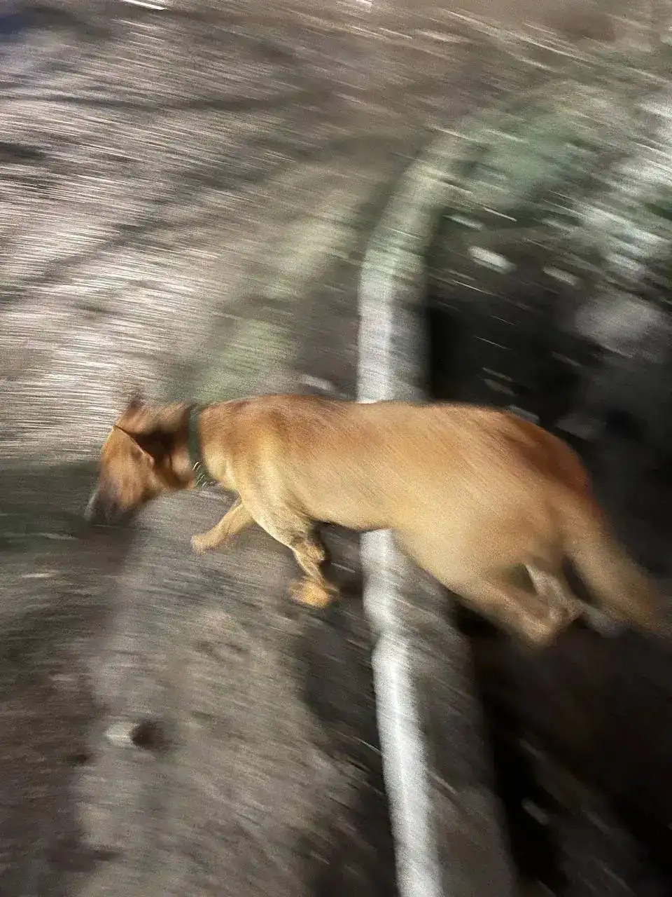 Пропала собака, похожая на Стаффа, в Саратове - Собаки (Животные) в Саратов