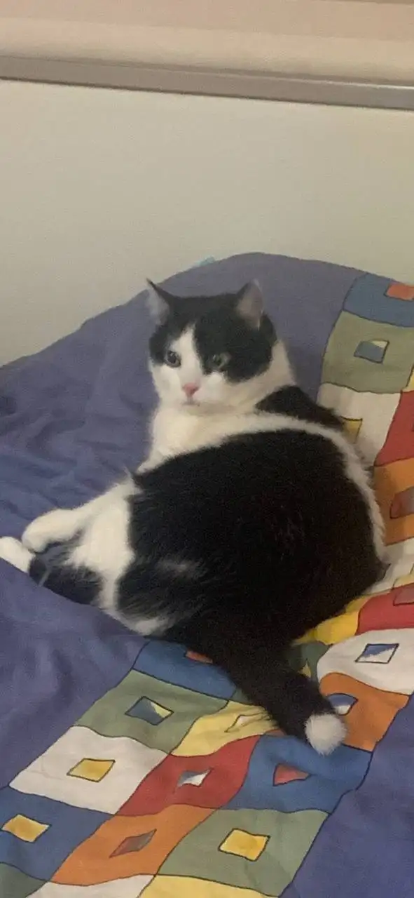 Отдам в добрые руки кота - Кошки (Животные) в Саратов