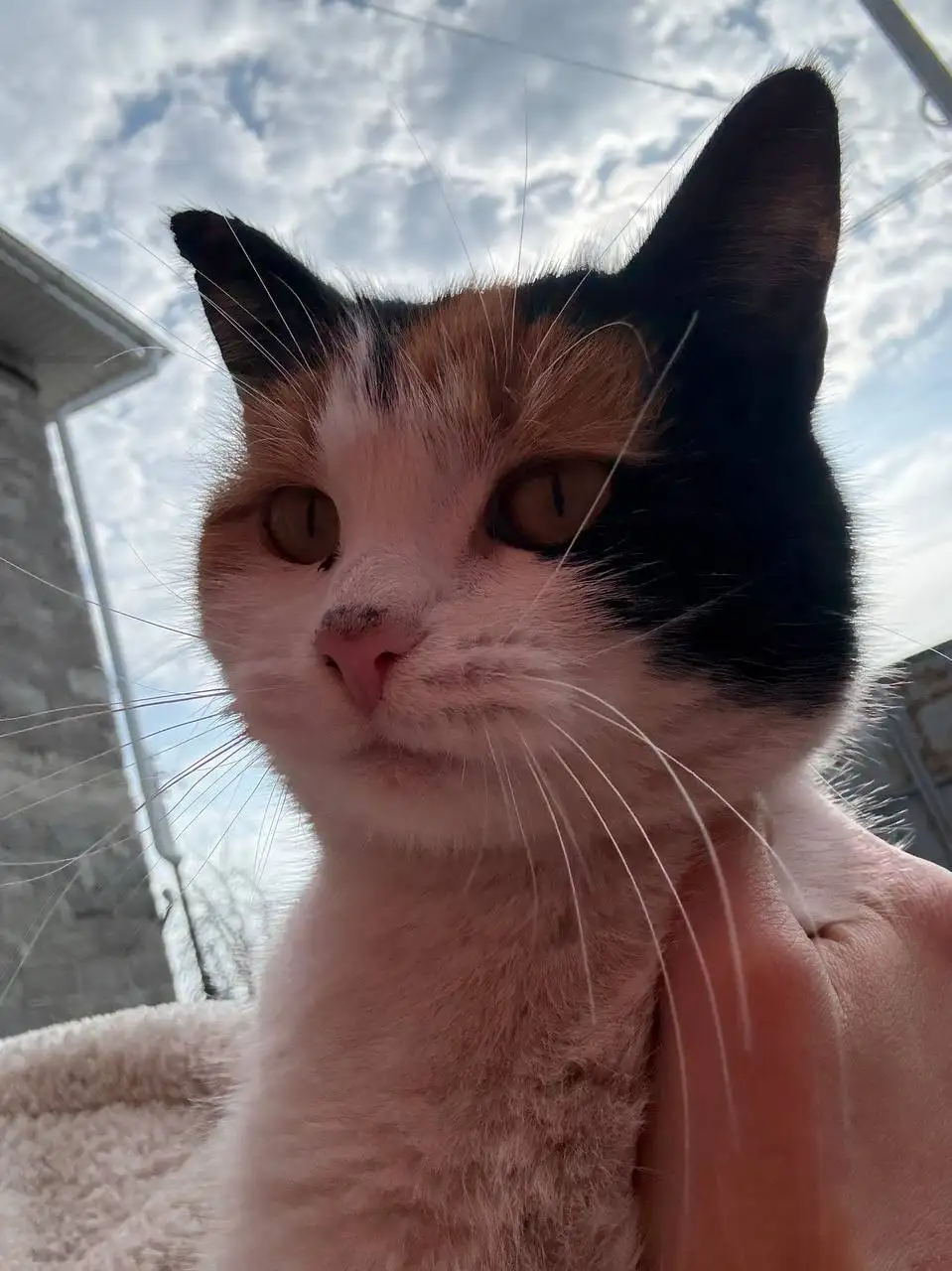 Найденная беременная кошечка в Энгельсе - Кошки (Животные) в Энгельс