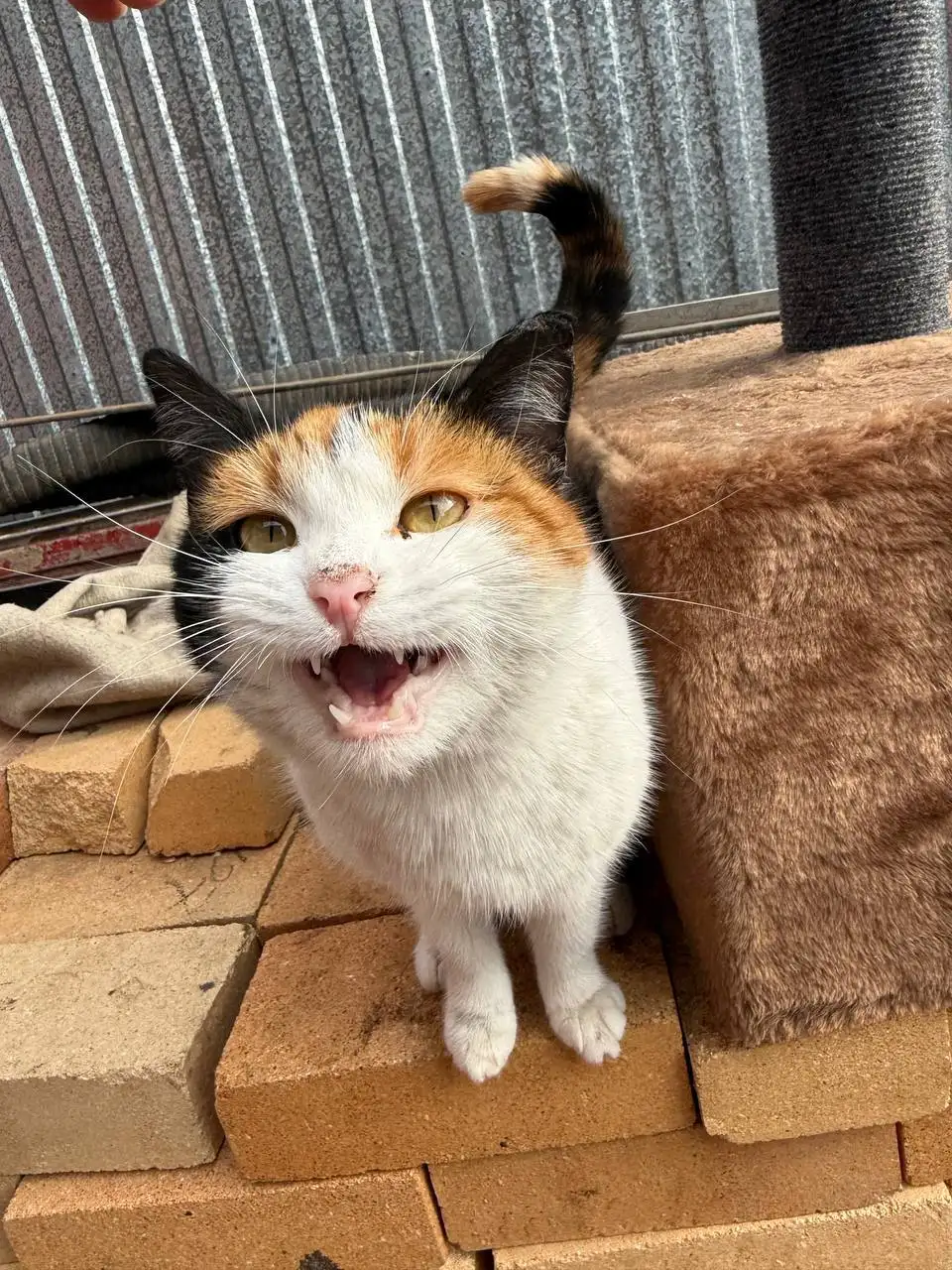 Найдена трехцветная беременная кошечка в Энгельсе - Кошки (Животные) в Энгельс