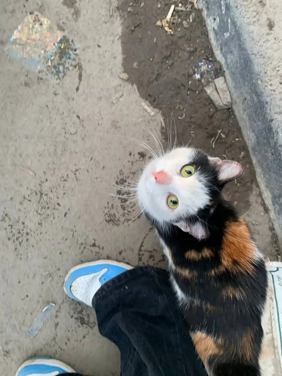 Найдена потерявшаяся собака возле магазина - Собаки (Животные) в Саратов