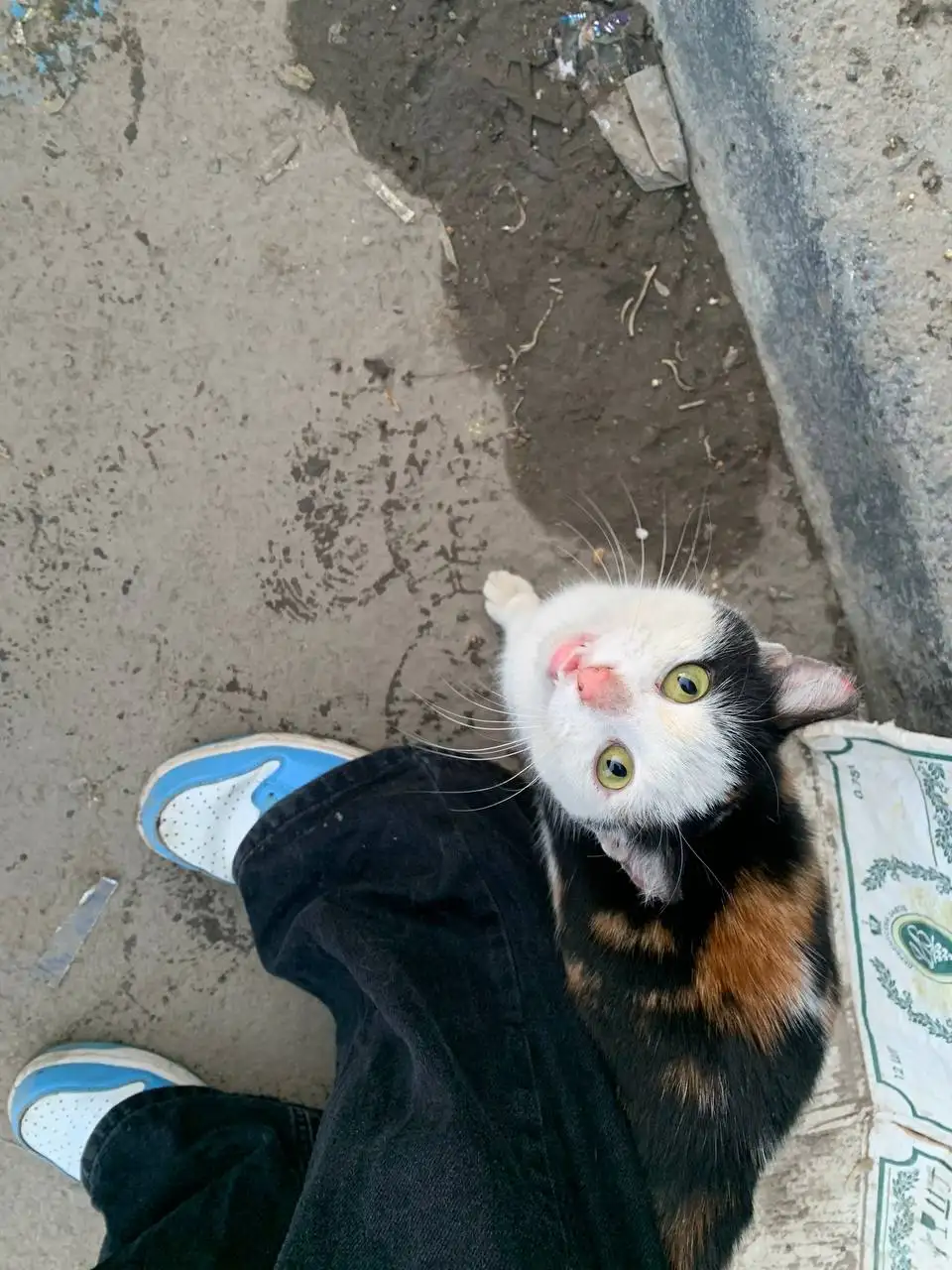 Найдена потерявшаяся собака возле магазина - Собаки (Животные) в Саратов