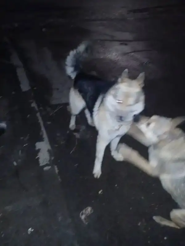 Потерянная овчарка в Саратове - Собаки (Животные) в Саратов