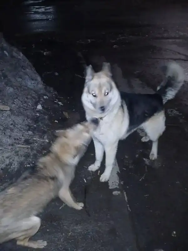 Потерянная овчарка в Саратове - Собаки (Животные) в Саратов