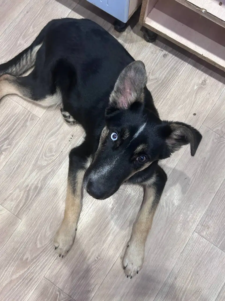 Щенок в добрые руки в Саратове - Собаки (Животные) в Саратов