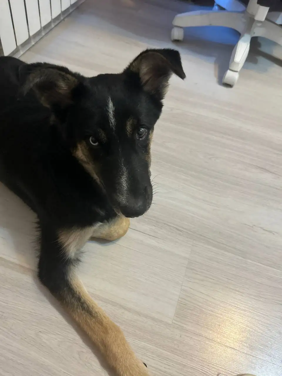 Щенок в добрые руки в Саратове - Собаки (Животные) в Саратов