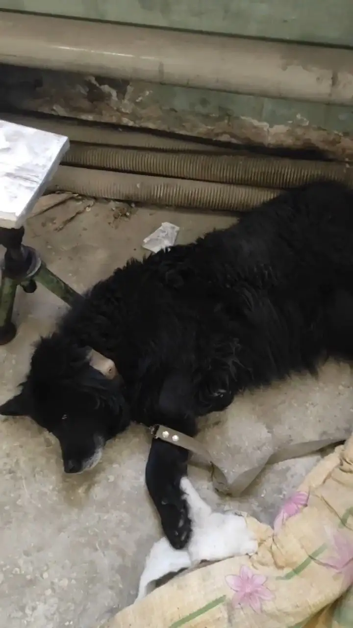 Сбор средств на лечение Черныша после операции - Животные в Саратов